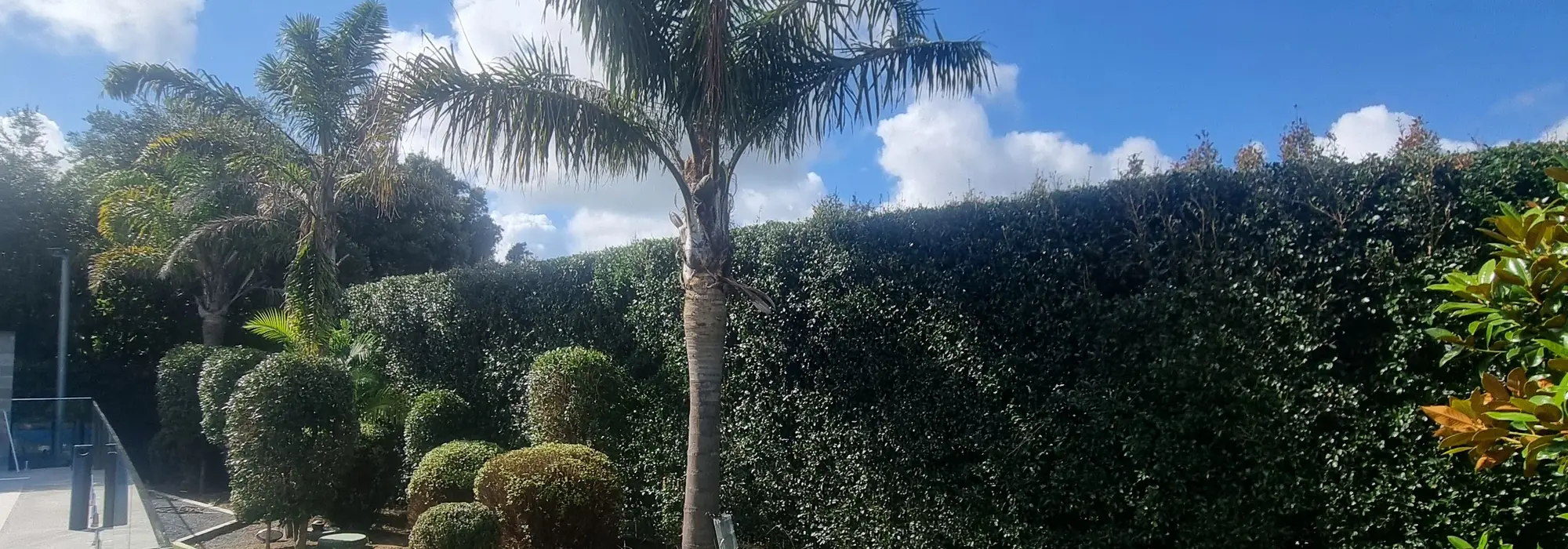 A tidy garden of shaped hedges and palms kept in order by 0-Nine Lawn Care